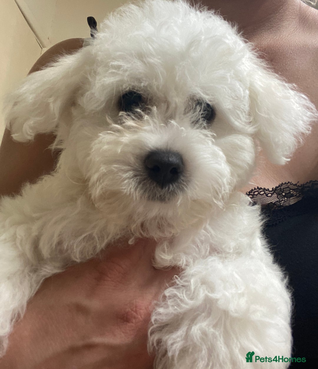 Maltese dogs for sale: Purebred Maltese Puppies  - Image 5