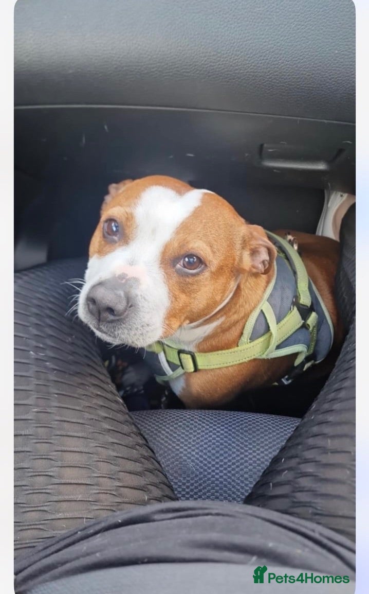 Staffordshire Bull Terrier dogs Jasmine - Advert 1