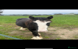 Irish Cob horses for sale: 3 year old cob Milton for sale  - Image 4