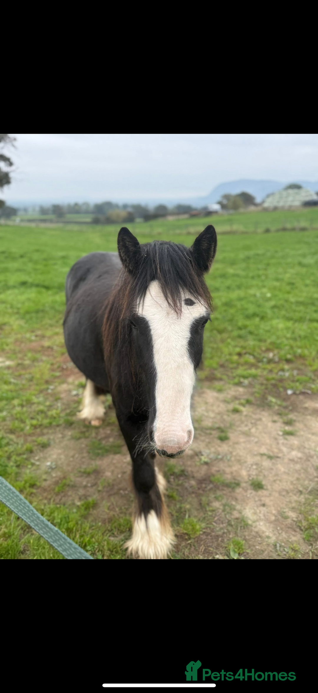 Irish Cob horses for sale: 3 year old cob Milton for sale  - Image 4