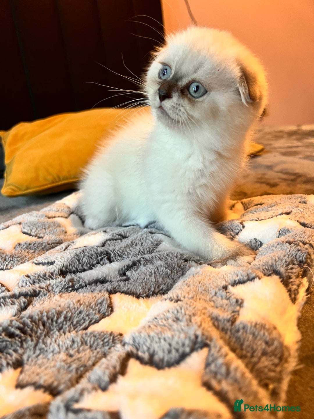 Scottish Fold cats for sale: Scottish - Advert 7