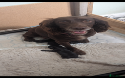 Cocker Spaniel dogs for sale: Working Cocker Spaniel Pups  - Image 2