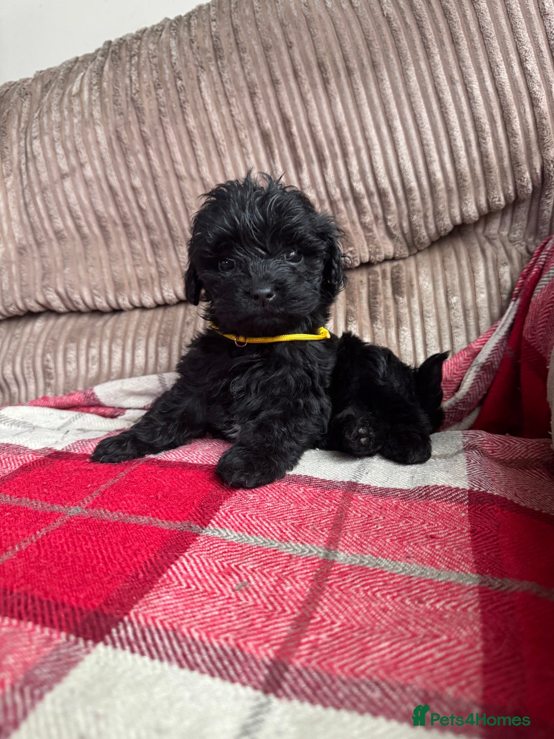 Mixed Breed dogs for sale: 7 Spinger cross Shihpoo puppies - Advert 9
