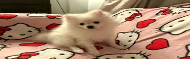 Male pure white puppy