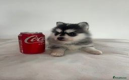 Pomsky dogs for sale: Honey I shrunk the Husky 😂 Genuine Toy size pomsk - Image 6