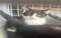 Mixed Breed cats for sale: Male kitten ( ready to go ) - Image 1