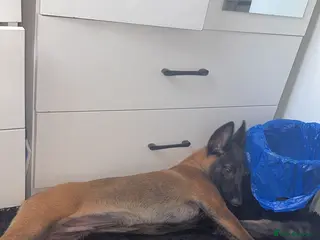 Belgian Shepherd Dog dogs 16 week old Belgian Malinois needs re homing - Advert 16