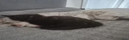 Siberian cats for sale: 4 hypoallergenic Siberian kittens  - Advert 8