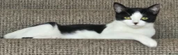 Mixed Breed cats for sale: Gorgeous black and white kitten for sale  in Leicester - Advert 7