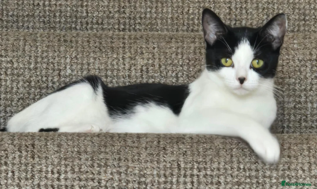 Mixed Breed cats for sale: Gorgeous black and white kitten for sale  in Leicester - Advert 7