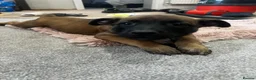 Belgian Shepherd Dog dogs for sale: Belgium Malinios Pups for sale  - Advert 4