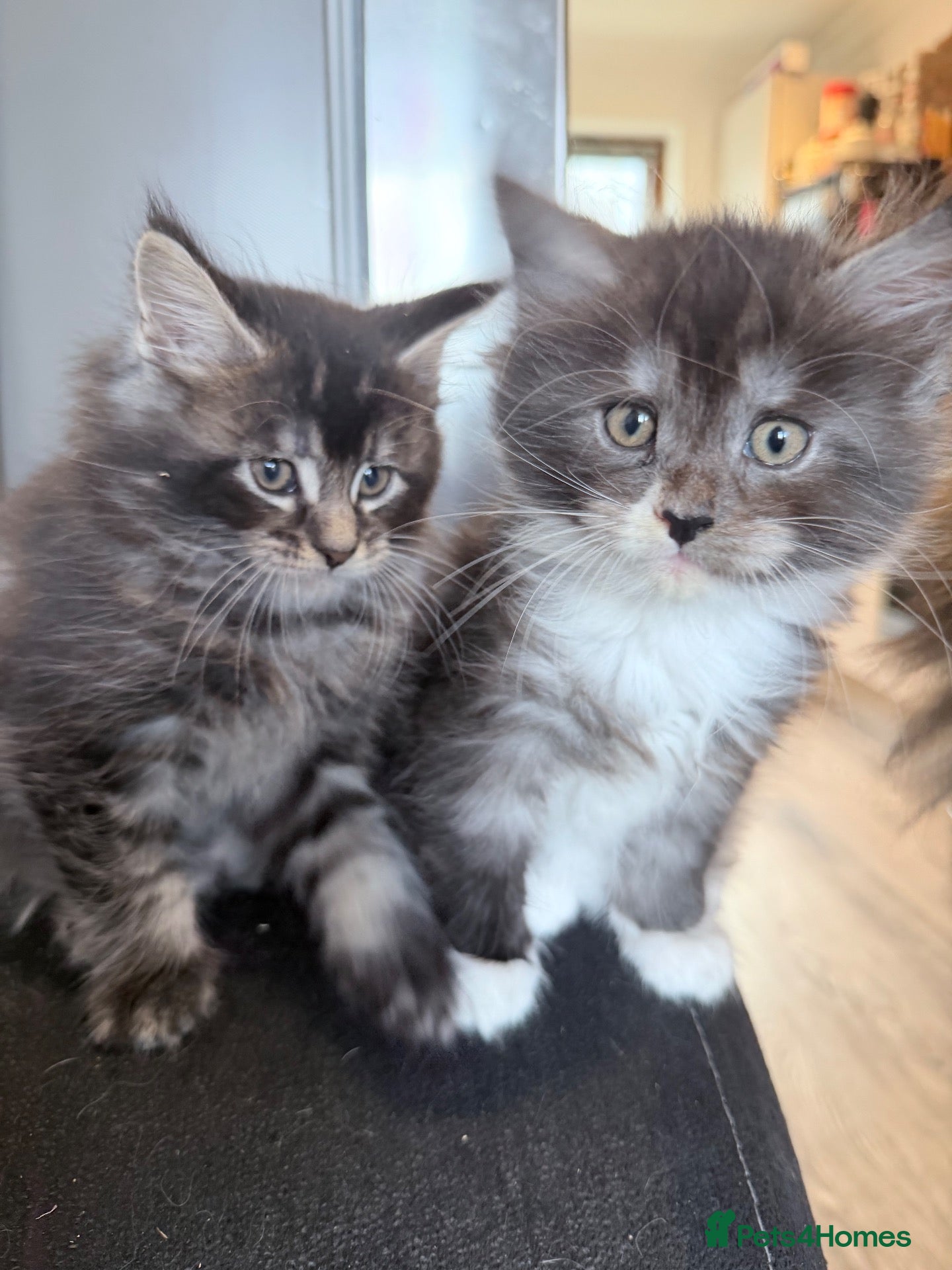 Maine Coon cats 3 perfect 100% Main coon baby kittens DNA PARENTS - Advert 1