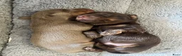 Miniature Dachshund dogs for sale: 🐶 beautiful minature dachshunds 🐶  - Advert 9