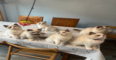 Ragdoll cats - Advert 7