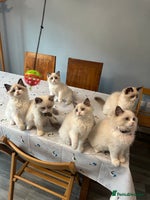 Ragdoll cats - Advert 7