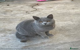 British Shorthair cats for sale: 2 British Shorthair  - Image 5