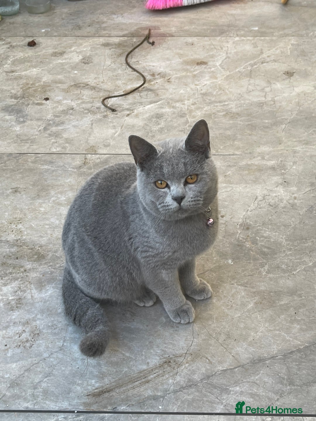 British Shorthair cats for sale: 2 British Shorthair  - Image 5