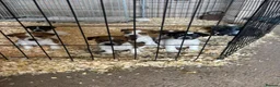 Jack Russell dogs for sale: Old fashion type Miniature jack russell puppies - Advert 22