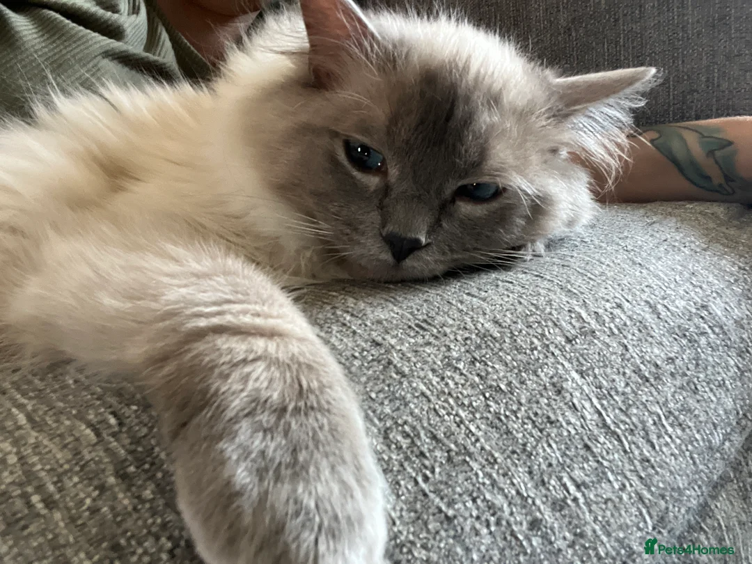 Ragdoll cats for stud: GCCF registered Ragdoll stud in Stoke-on-Trent - Advert 2