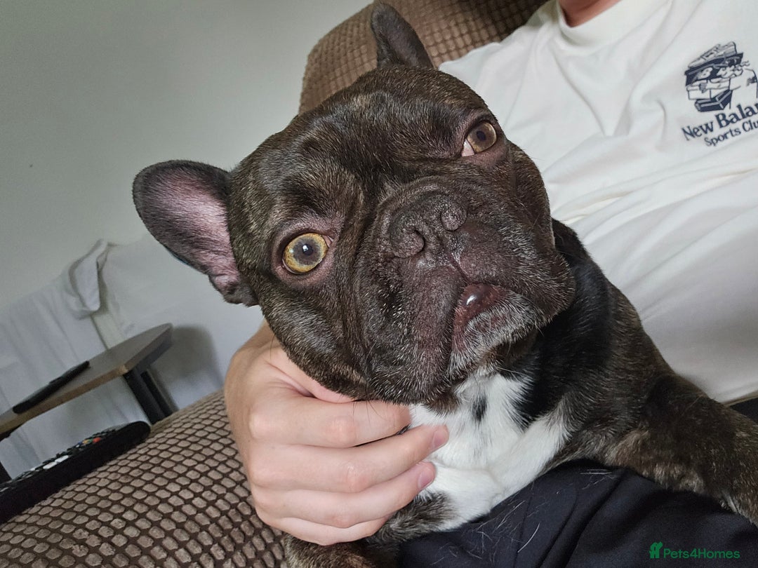 French Bulldog dogs for sale: Ozzy  - Image 3