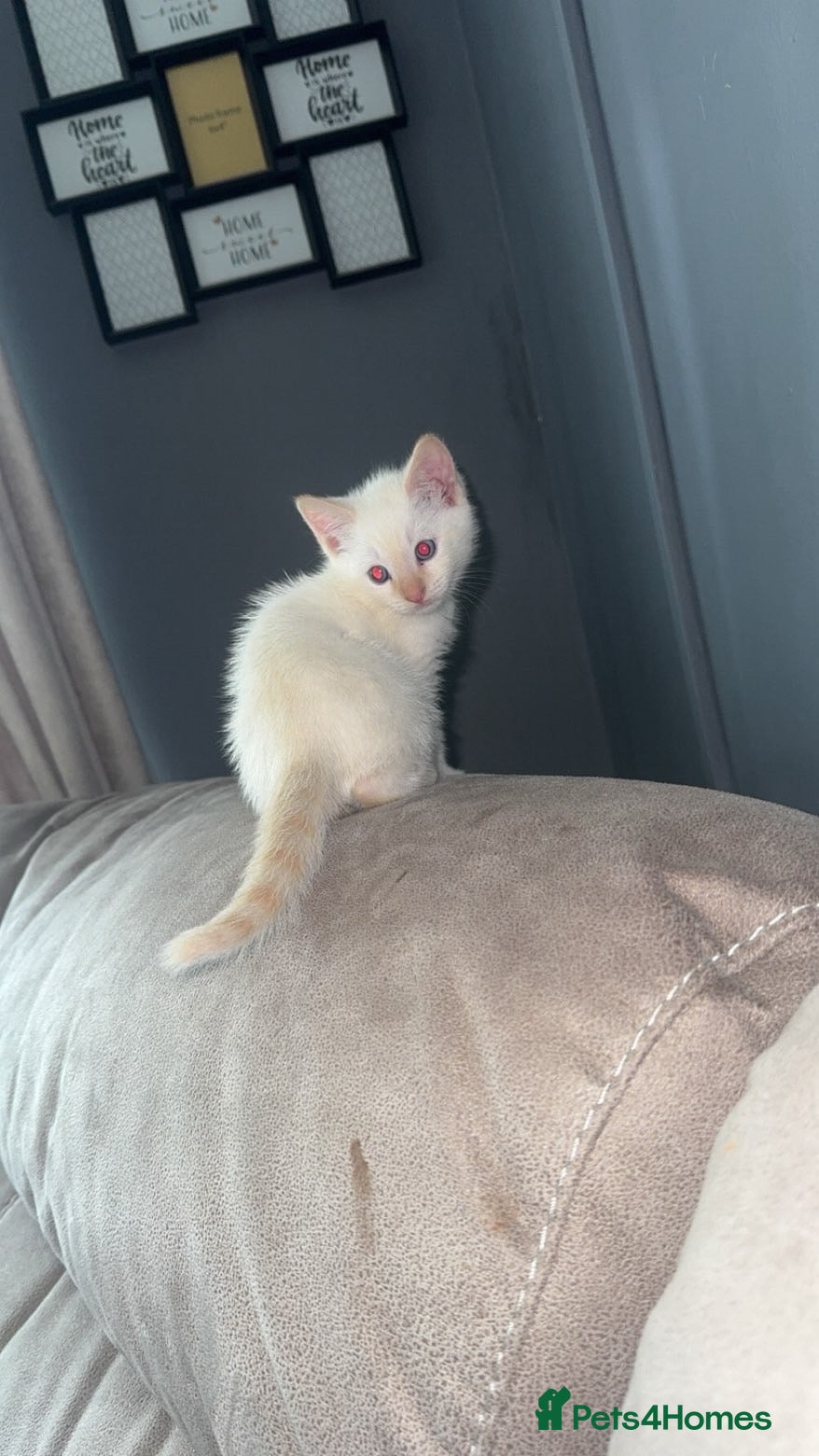 Siamese cats for sale: Siamese flame point kitten  in Bridgend - Advert 6