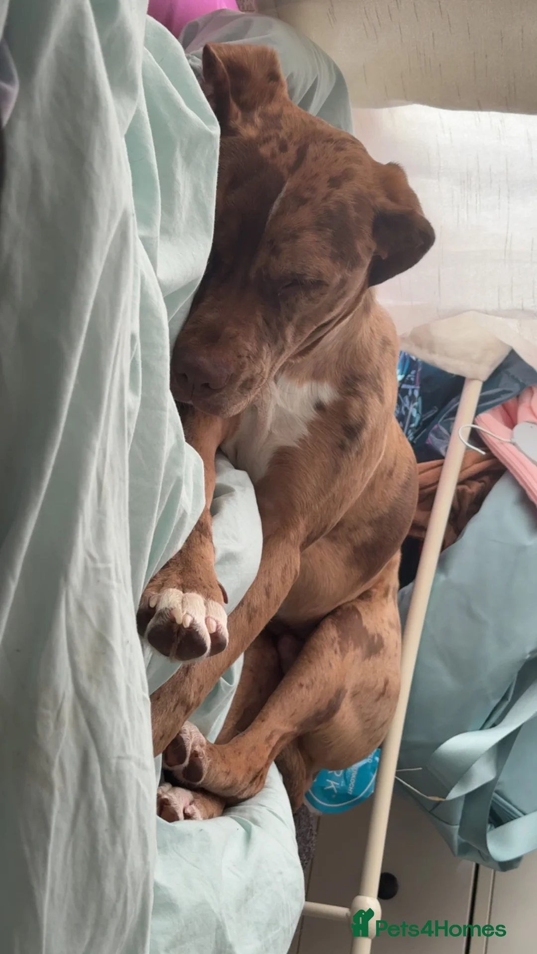 Mixed Breed dogs for sale: 8 month old puppy - Advert 2