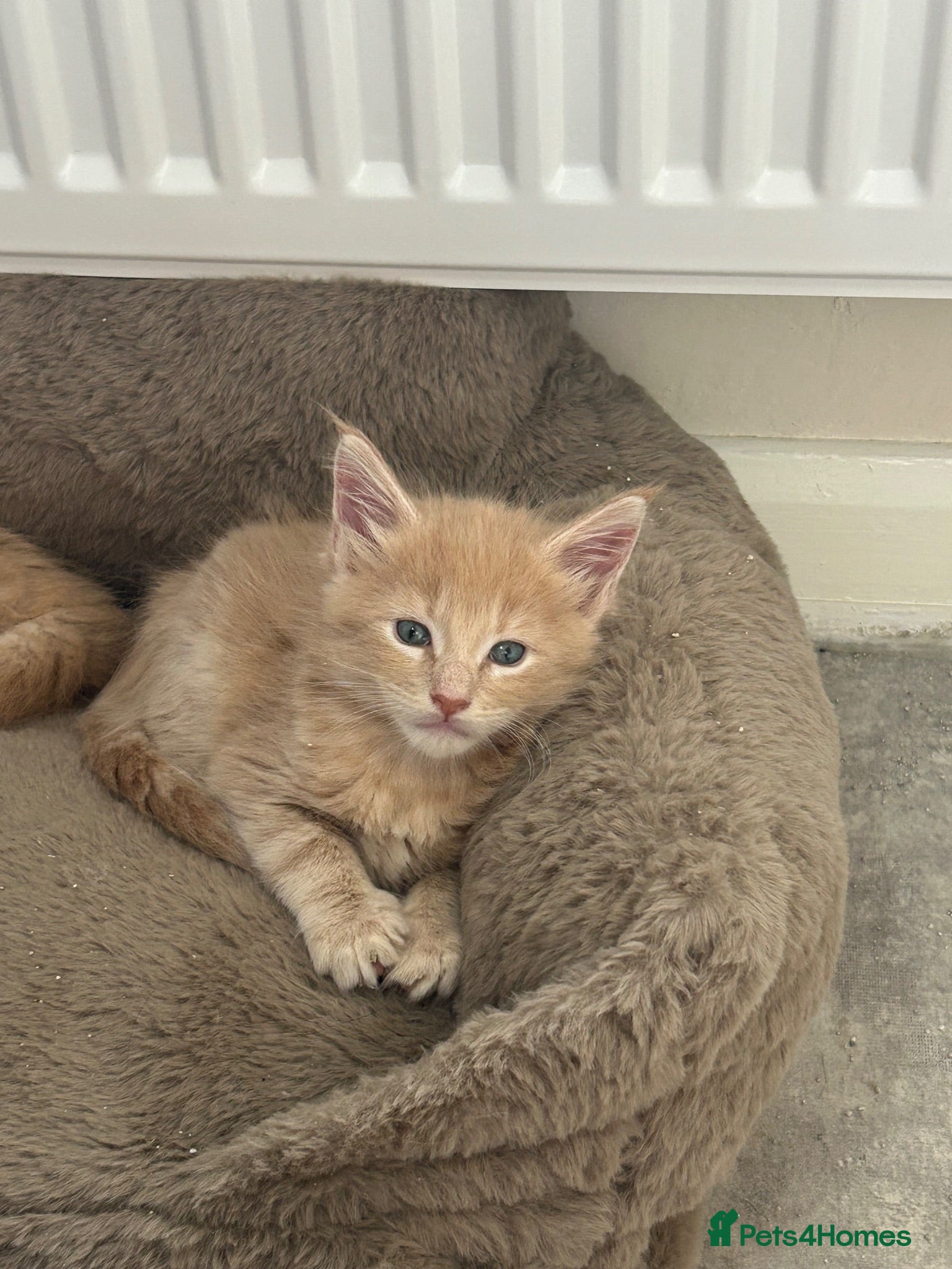 Maine Coon cats Red and red/silver  pure bred Maine coons  - Advert 1