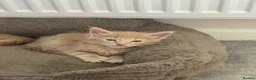 Maine Coon cats for sale: Red and red/silver  pure bred Maine coons  - Advert 8