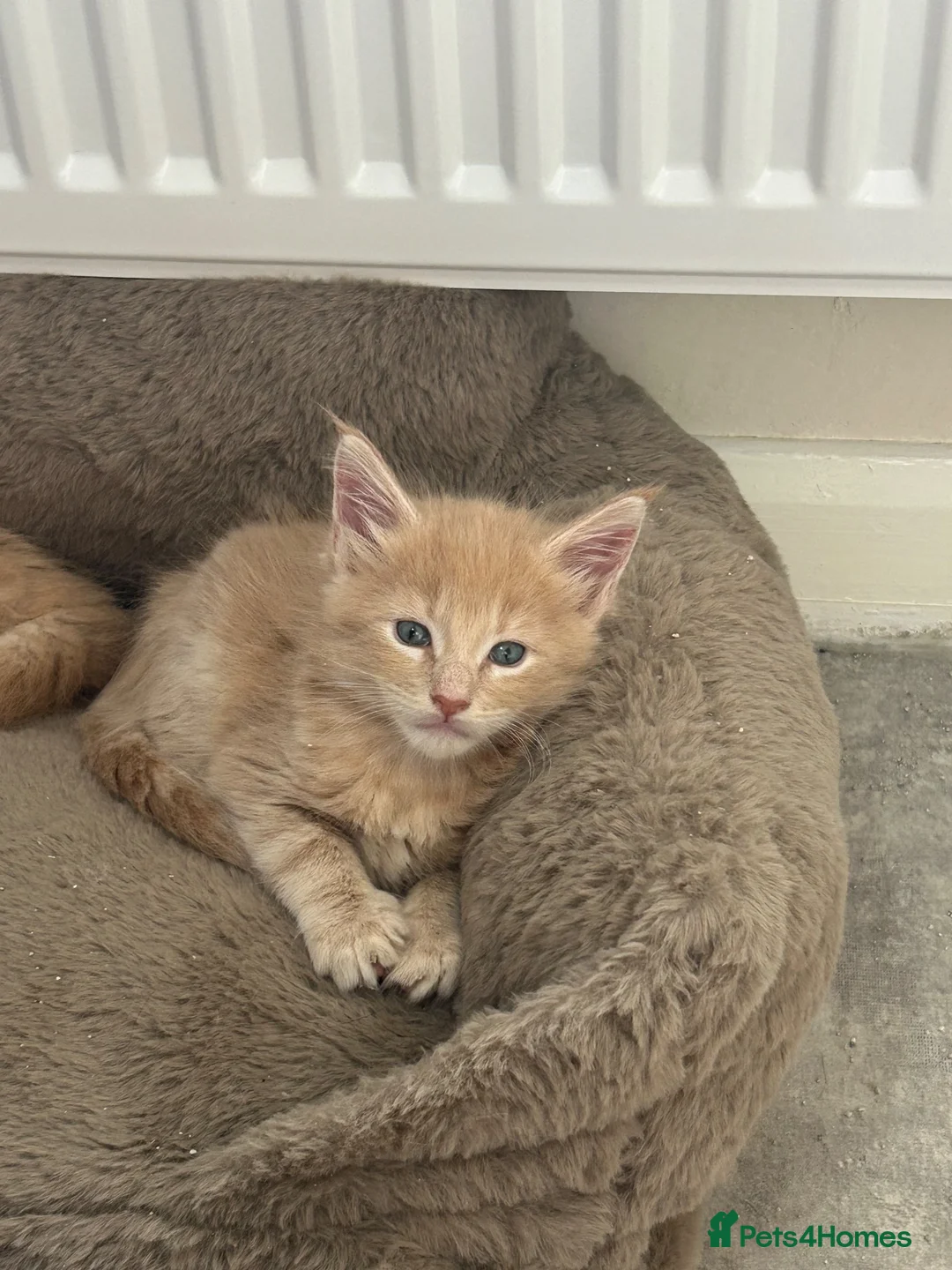 Maine Coon cats for sale: Red and red/silver  pure bred Maine coons  - Advert 8
