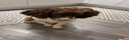 English Springer Spaniel dogs for sale: 1 year old English springer spaniel - Advert 3
