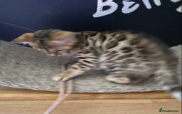 Bengal cats for sale: Bengal kittens - Image 9