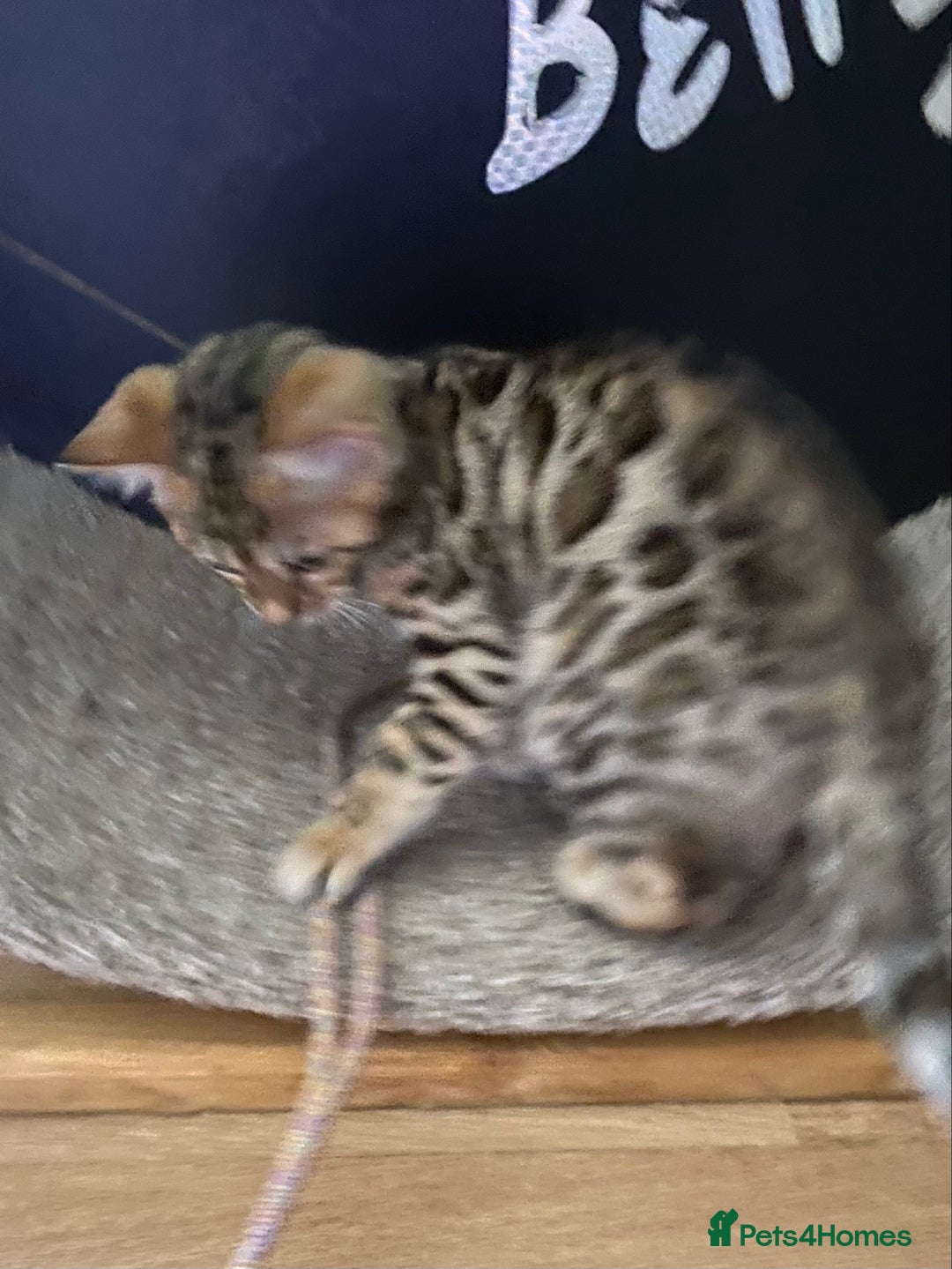 Bengal cats for sale: Bengal kittens - Image 9