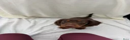 Miniature Dachshund dogs for sale: Miniature dachshund puppies in Largs - Advert 10