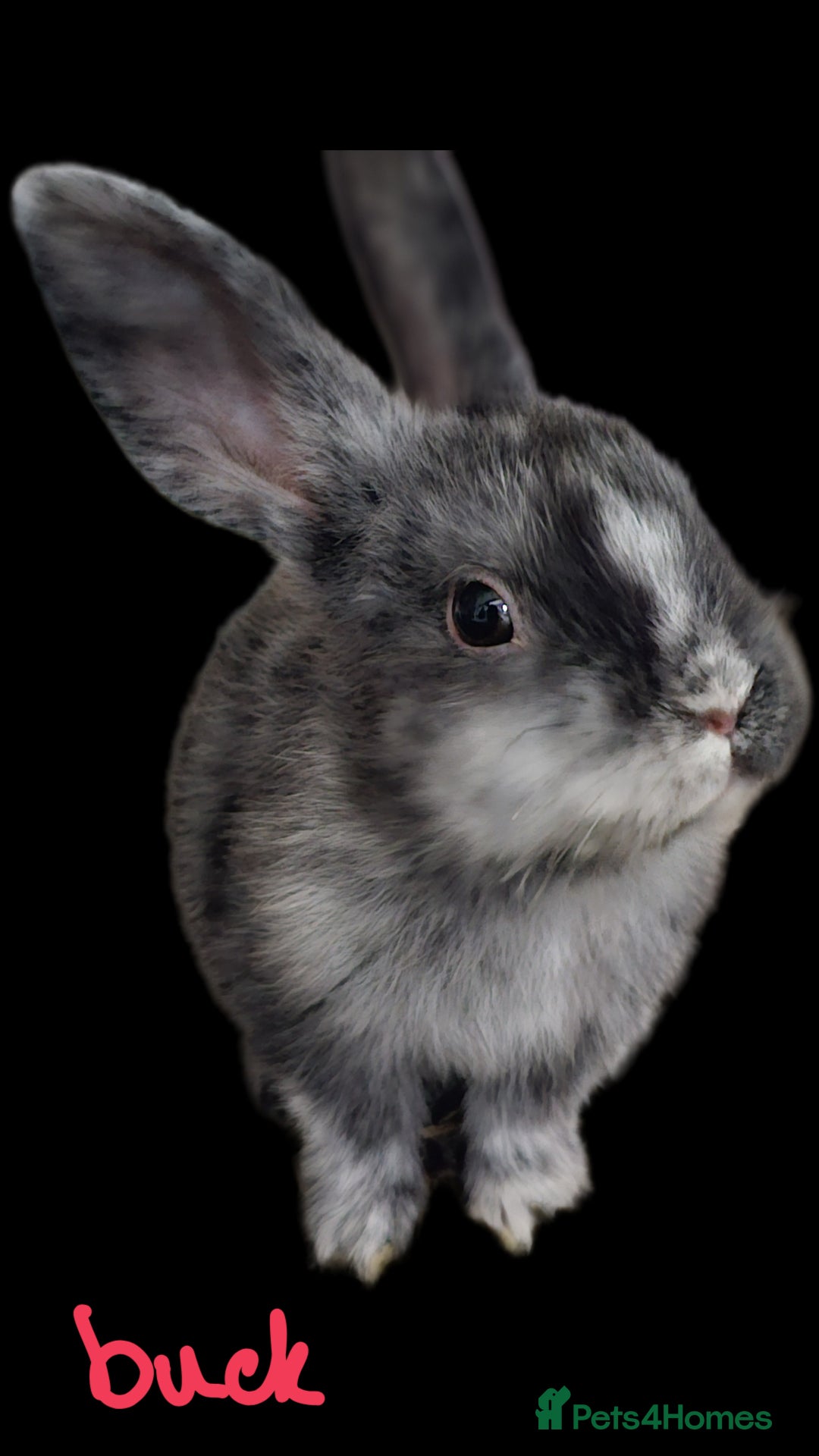 Harlequin rabbits for sale: URGENT 3 bunnies needing rehome 🫶♥️ - Advert 11