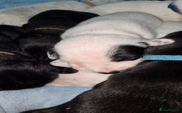 Mixed Breed dogs for sale: Beautiful Dalatian x Lab pups - Image 4