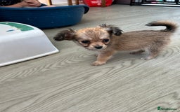 Chipoo dogs for sale: F1b Chipoo last girl  - Image 16