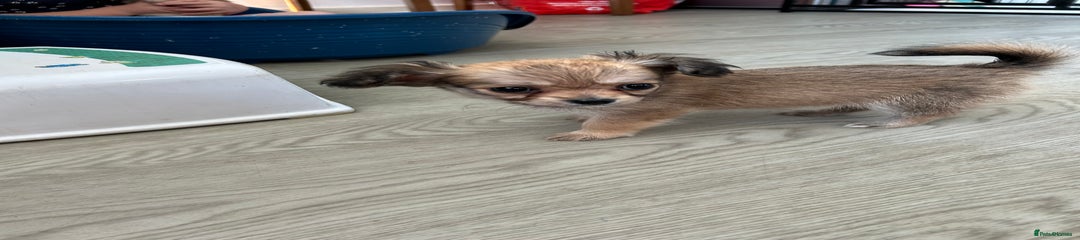 Roo