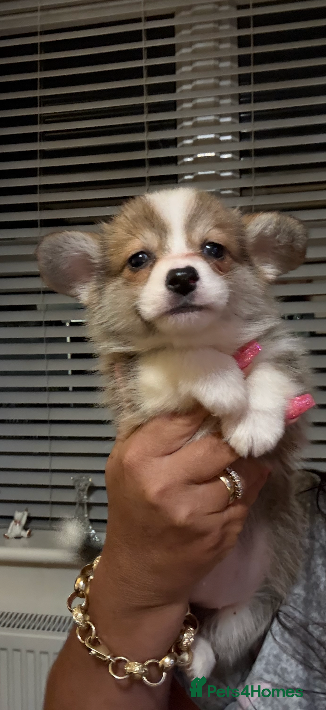 Welsh Corgi Pembroke dogs for sale: Kc reg Pembroke corgi babies available  - Advert 22