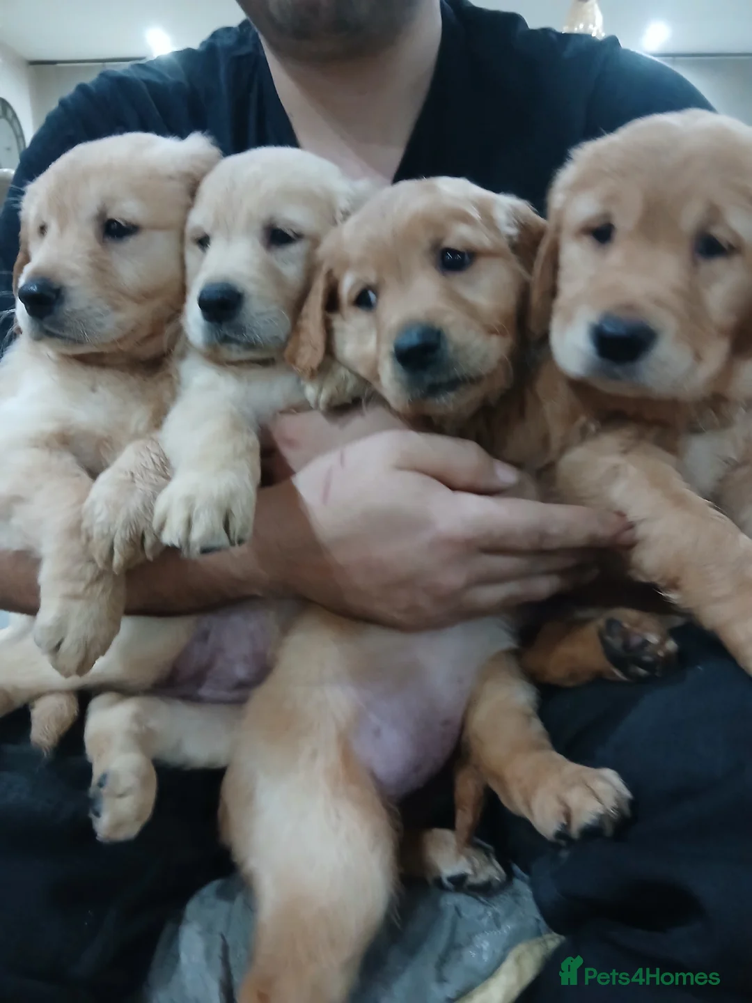 Golden Retriever dogs for sale: Chunky KC registered golden retrievers  - Advert 14
