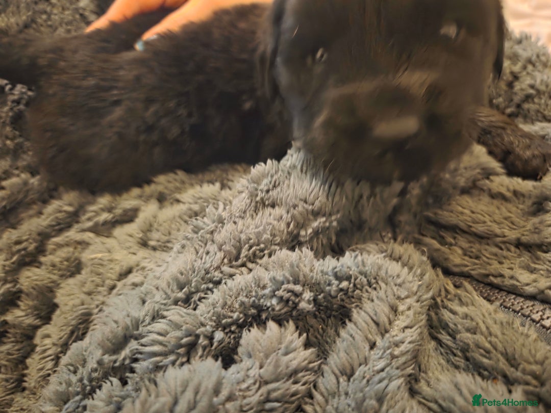 Mixed Breed dogs for sale: Gorgeous St Bernewfie Puppies - Advert 9