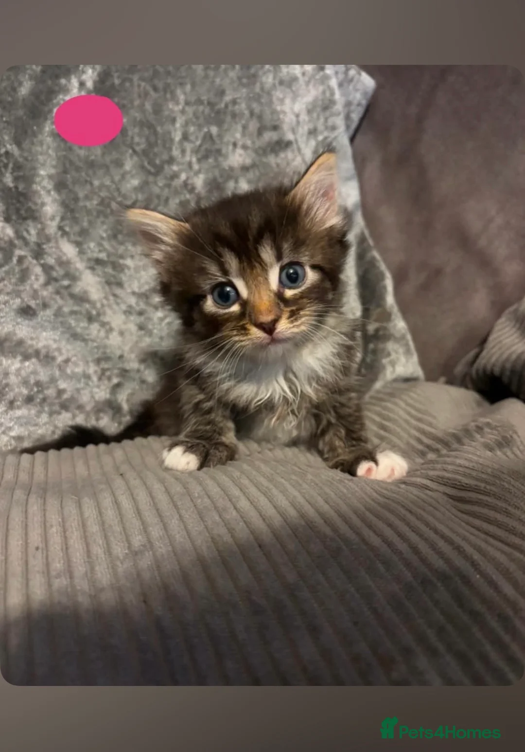 British Longhair cats for sale: 5 beautiful kittens looking for forever homes  - Advert 2