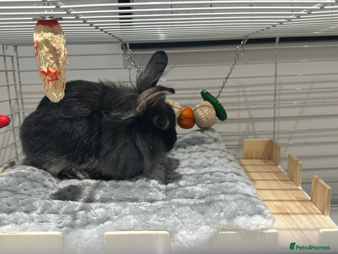 Mini Lion Lop rabbits for sale: Beautiful black lionheads - Image 2