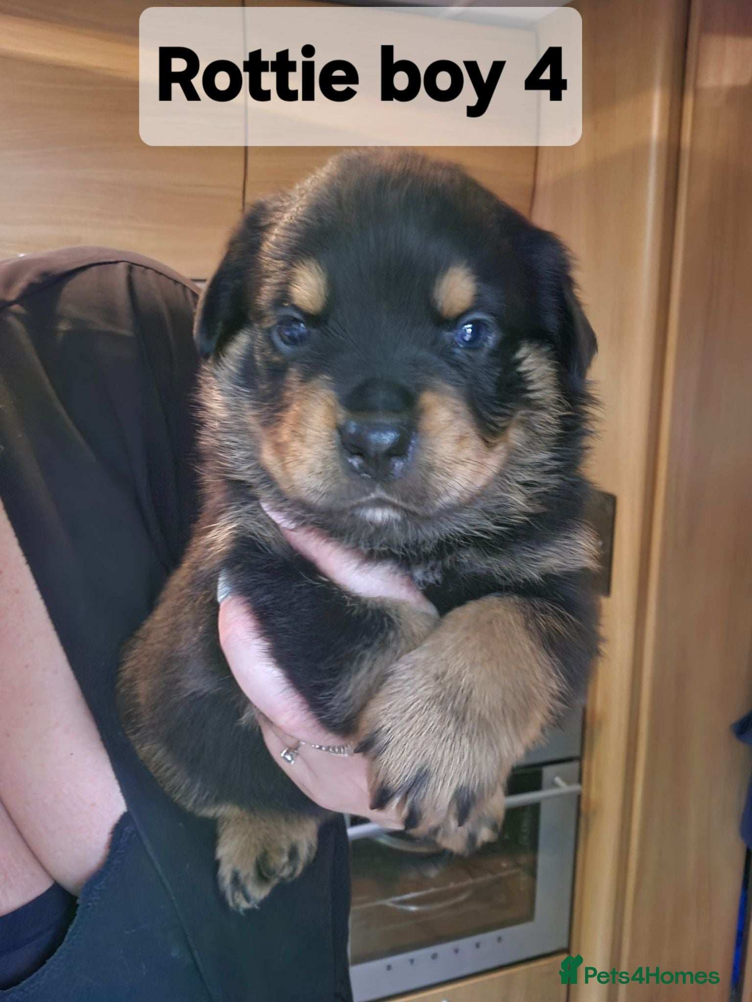 Rottweiler dogs Rottie pups 4 beautiful boys  - Advert 1