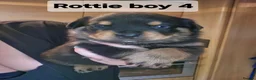Rottweiler dogs for sale: Rottie pups 4 beautiful boys  - Advert 2