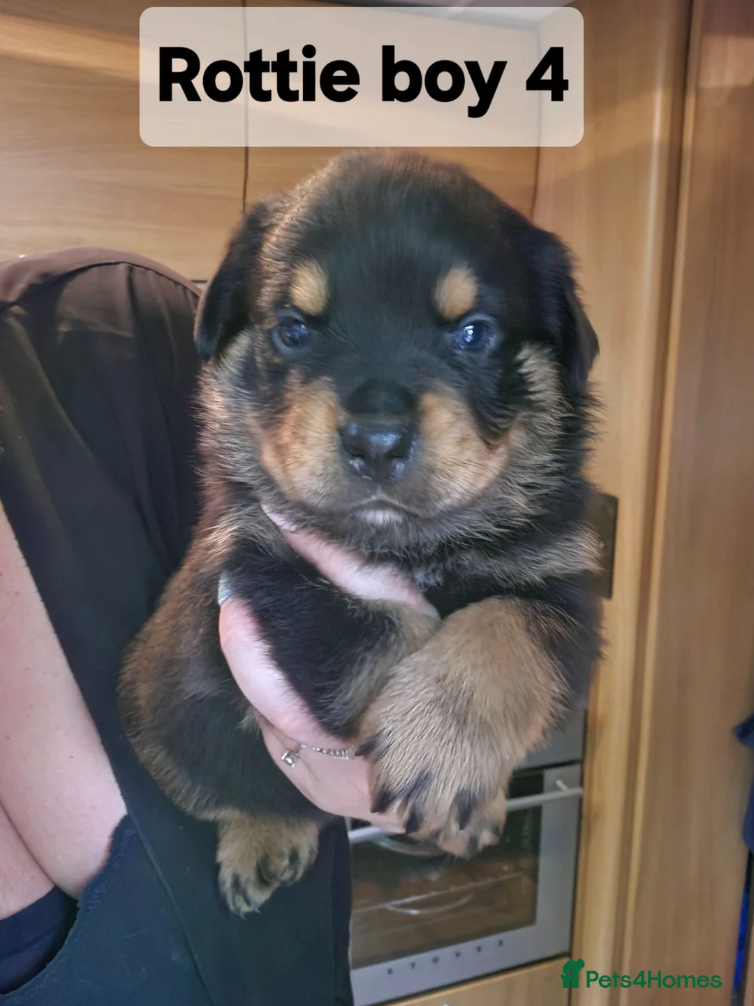 Rottweiler dogs for sale: Rottie pups 4 beautiful boys  - Advert 2