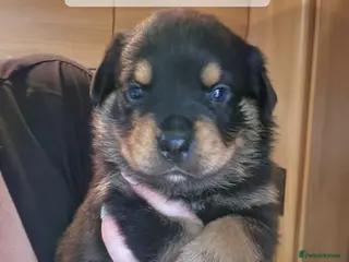 Rottweiler dogs Rottie pups 4 beautiful boys - Advert 1