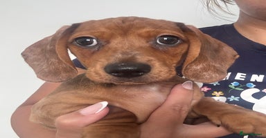 Dachshund dogs - Advert 16