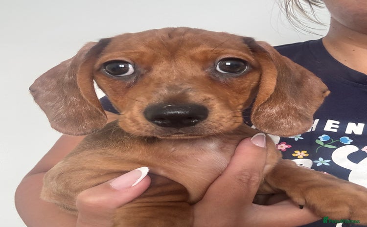 Dachshund dogs - Advert 10