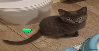 Mixed Breed cats Stunning Short-hair Kittens - Advert 7