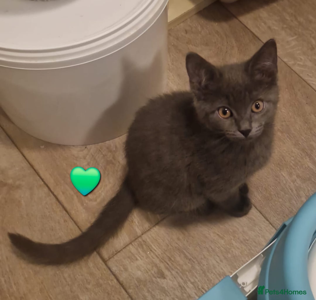 Mixed Breed cats for sale: Stunning Short-hair Kittens - Advert 2